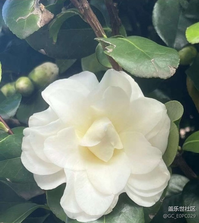 【人間四月天】山茶花