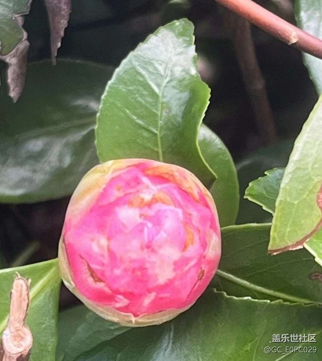 【人間四月天】山茶花
