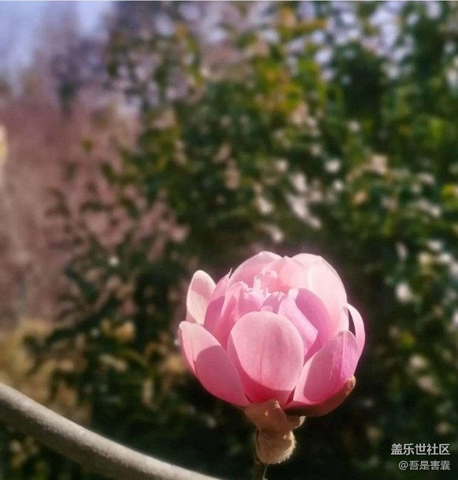 【人間四月天】春暖花開