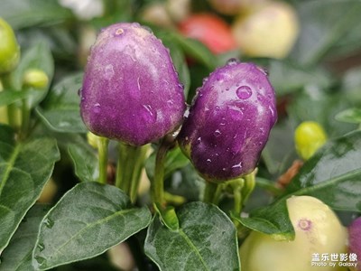 【細(xì)微之處】雨天角落