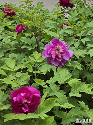 【細(xì)微之處】花開富貴