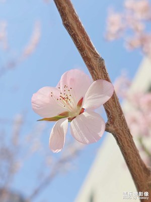 【細(xì)微之處】+微拍花朵