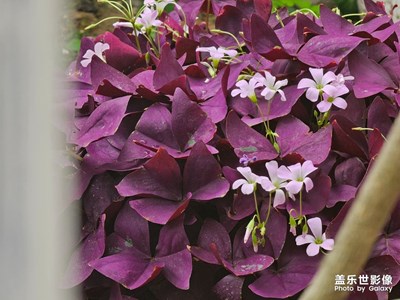 【細(xì)微之處】彩色花園