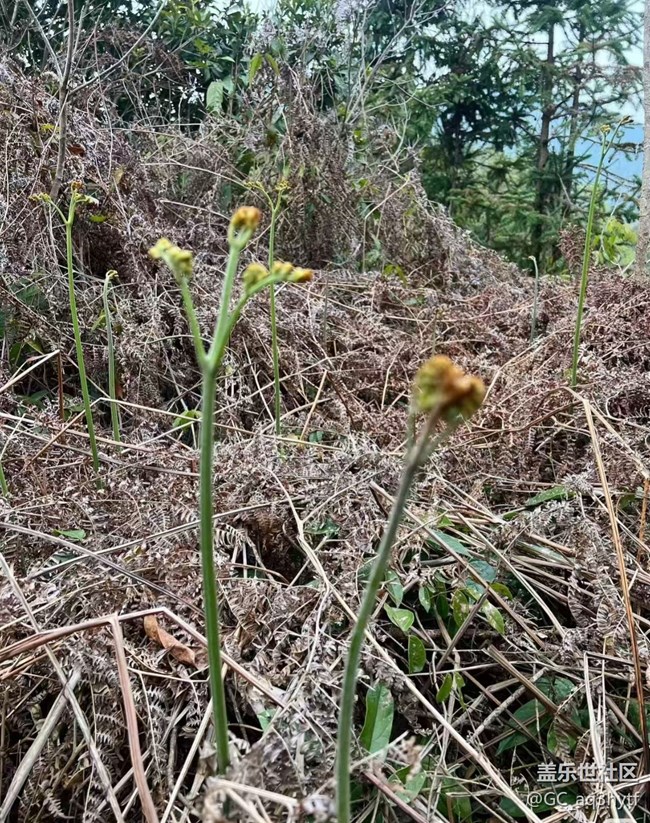 【人間四月天】山野