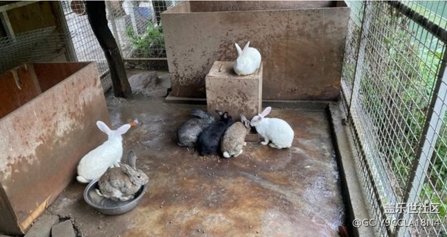 【人間四月天】鄉(xiāng)村動物園