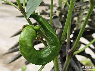 【細微之處】菜地