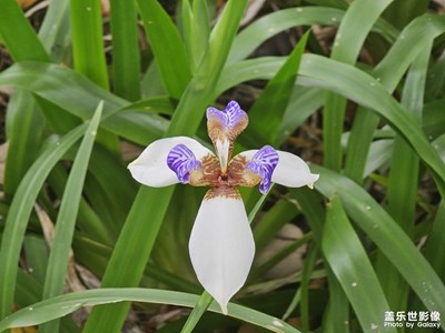 【細微之處】近看花朵