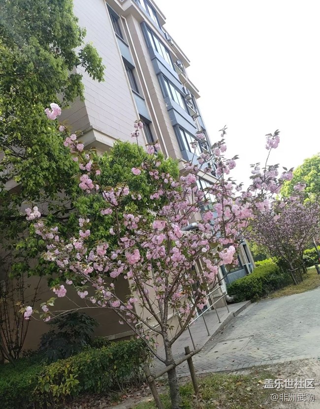 【人間四月天】櫻花
