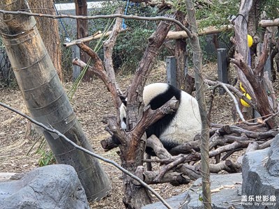 【細(xì)微之處】大熊貓