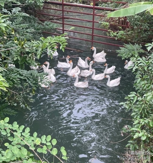 【人間四月天】鄉(xiāng)村動物園