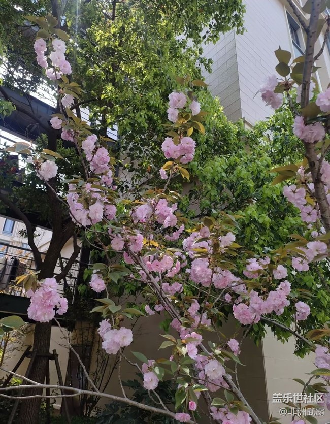 【人間四月天】櫻花
