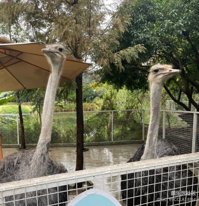 【人間四月天】鄉(xiāng)村動物園