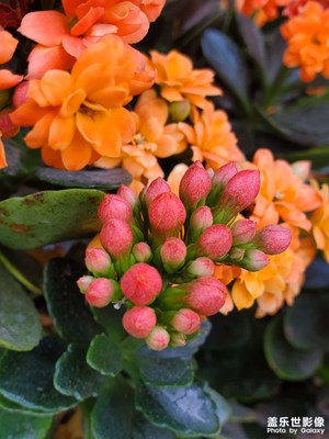 【細微之處】鮮花細節(jié)