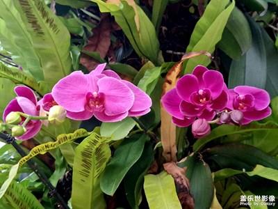 【細(xì)微之處】角落花景