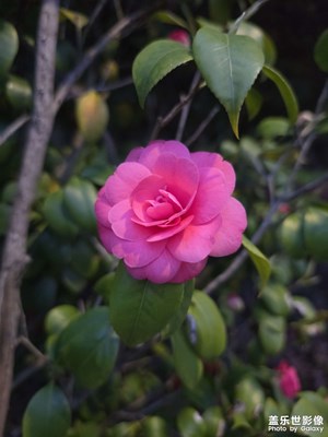 天天拍花