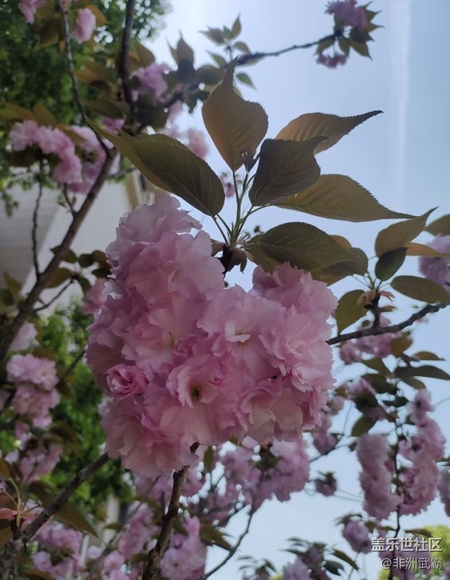 【人間四月天】櫻花