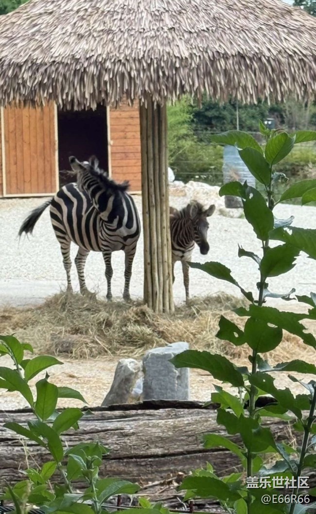【踏青閑步】逛動(dòng)物園