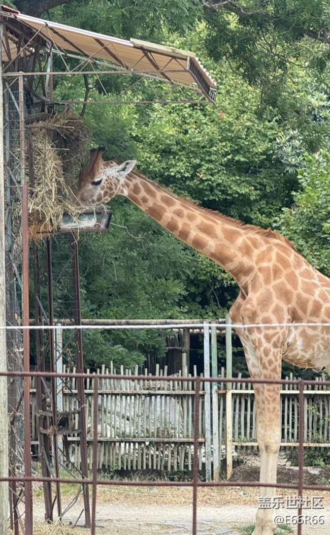 【踏青閑步】逛動(dòng)物園