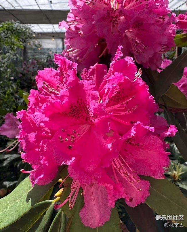 【踏青閑步】百花爭艷