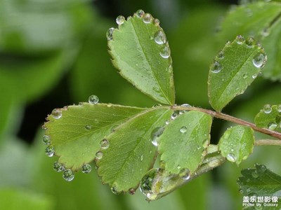 【行走的風(fēng)景】雨落春枝