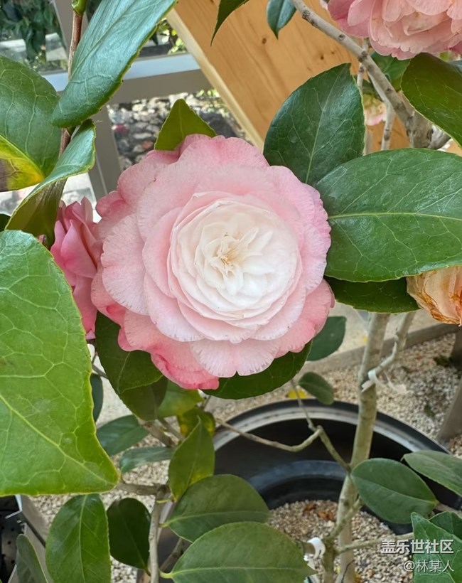 【踏青閑步】百花爭艷