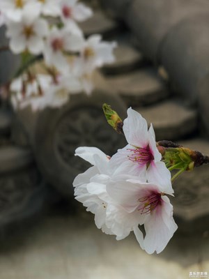 【攝影版塊四月第三周】聚焦四月