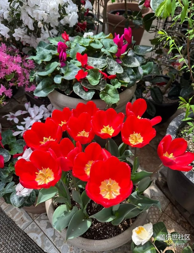 【踏青閑步】百花爭艷