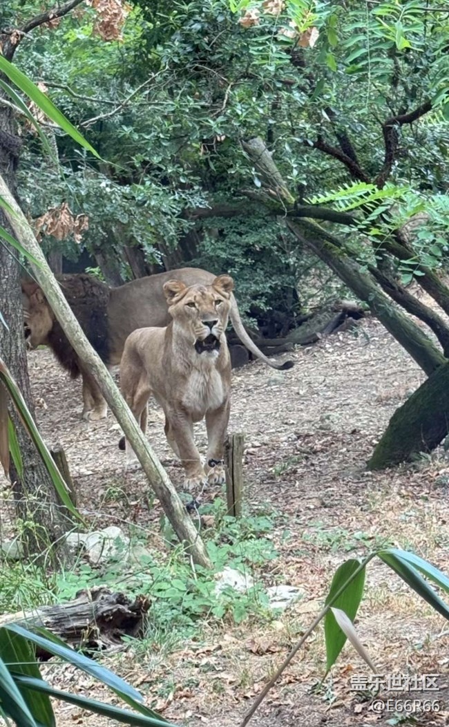 【踏青閑步】逛動(dòng)物園