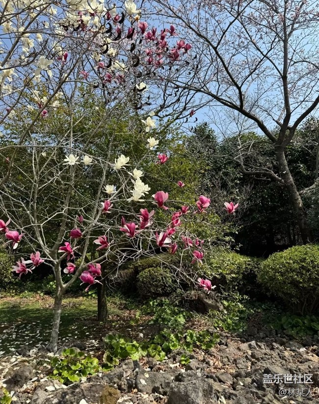 【踏青閑步】百花爭艷