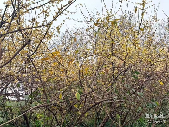 【踏青閑步】公園花開