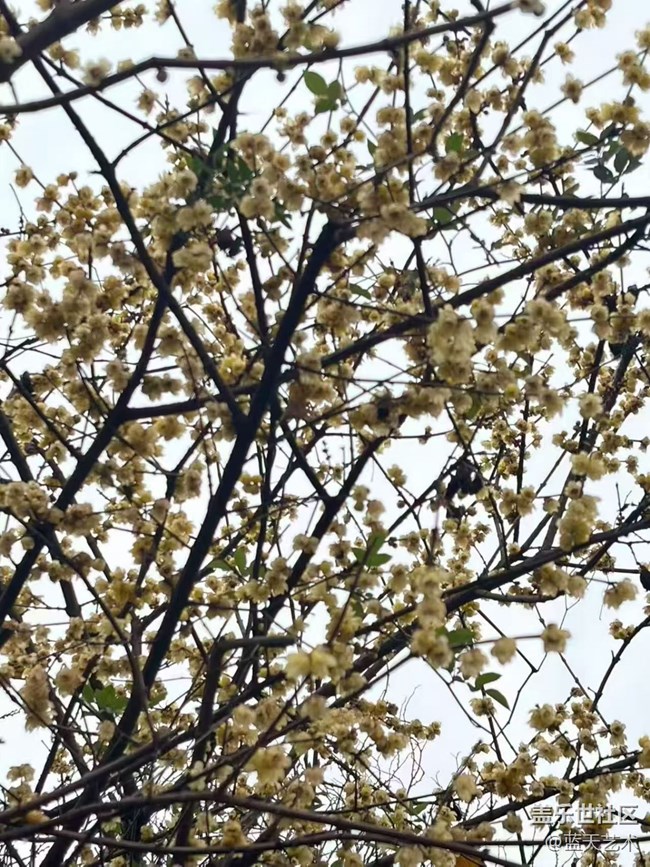【踏青閑步】公園花開