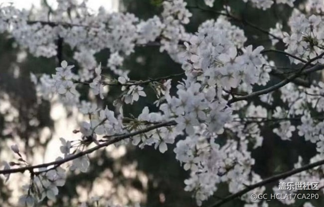 【踏青閑步】賞花了