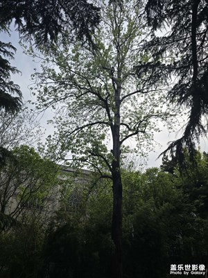 春