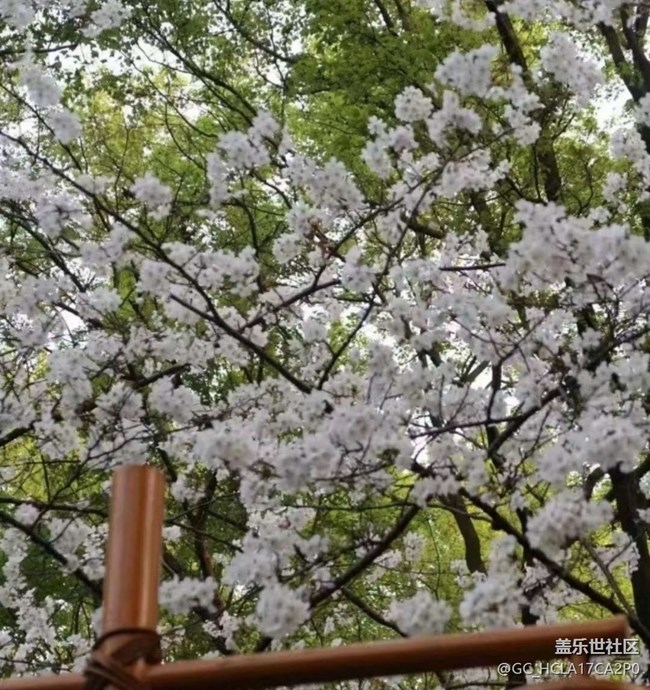 【踏青閑步】賞花了