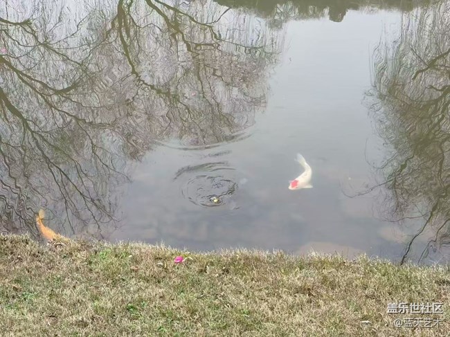 【踏青閑步】公園花開