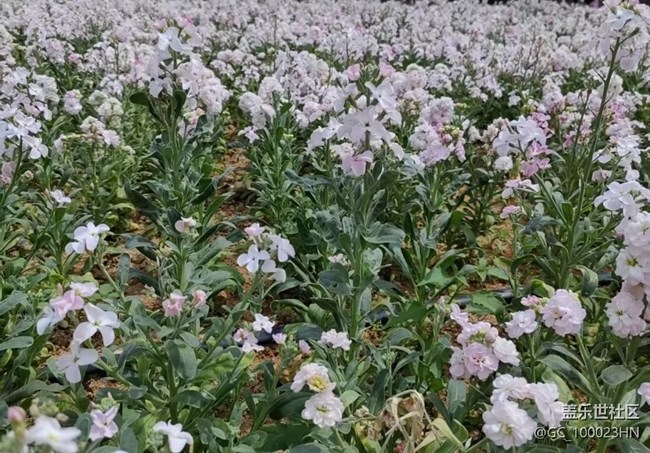 【踏青閑步】春花浪漫
