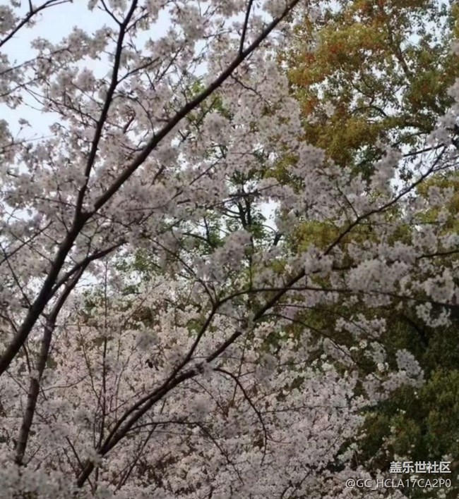 【踏青閑步】賞花了