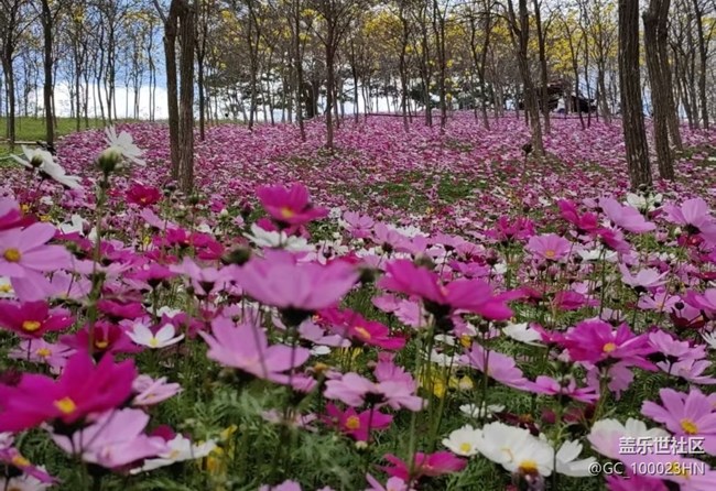 【踏青閑步】春花浪漫