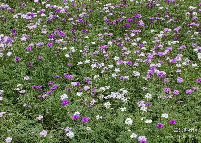 【踏青閑步】春花浪漫
