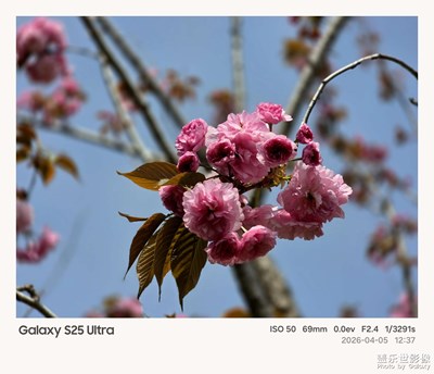 【行走的風(fēng)景】+花開(kāi)枝頭