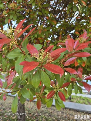 春意闌珊