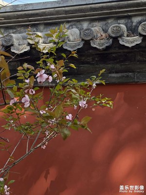 【行走的風(fēng)景】+春日植物園