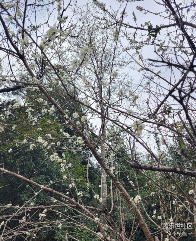 【踏青閑步】春天花開