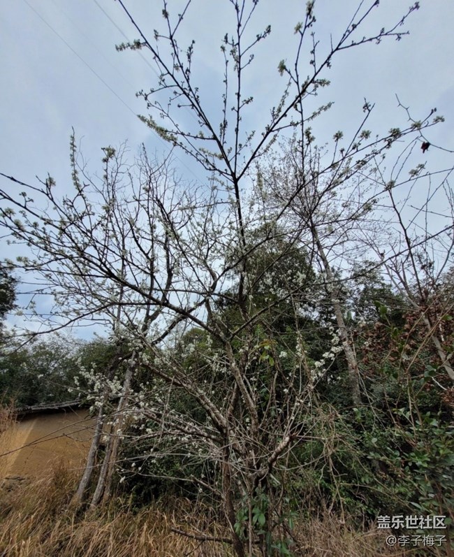 【踏青閑步】春天花開