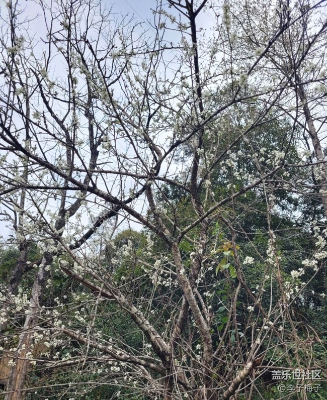 【踏青閑步】春天花開
