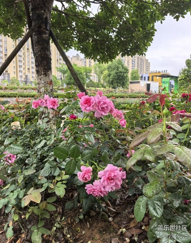 【踏青閑步】雨中漫步