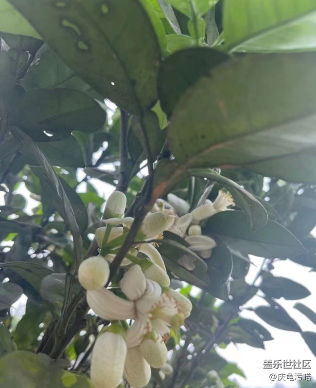 【踏青閑步】柚花