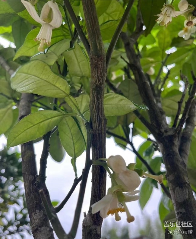 【踏青閑步】柚花