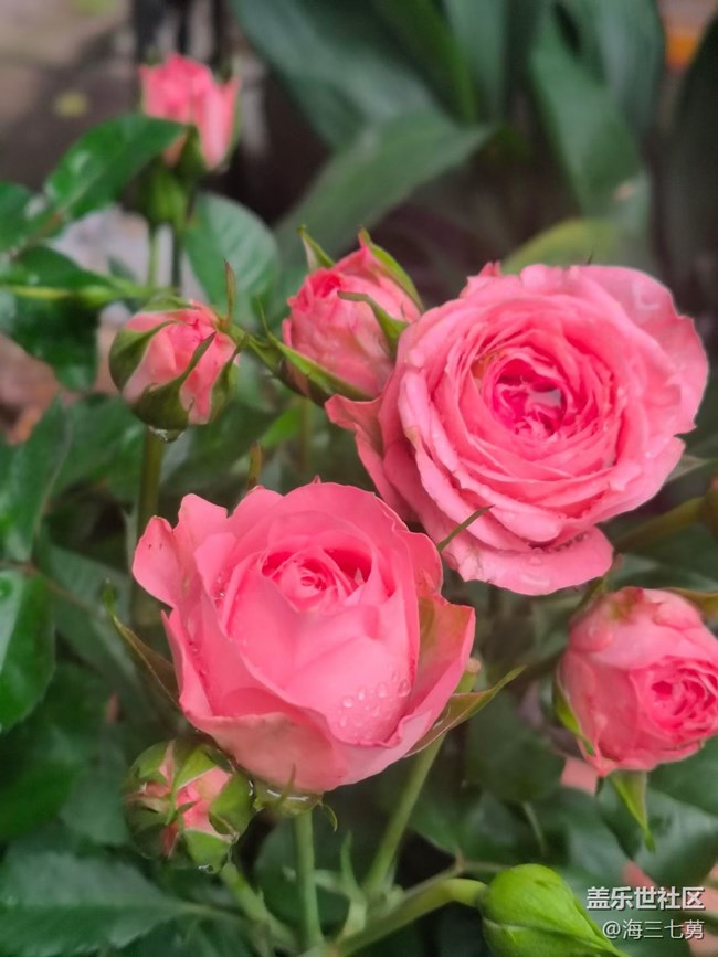 【踏青閑步】春季開花