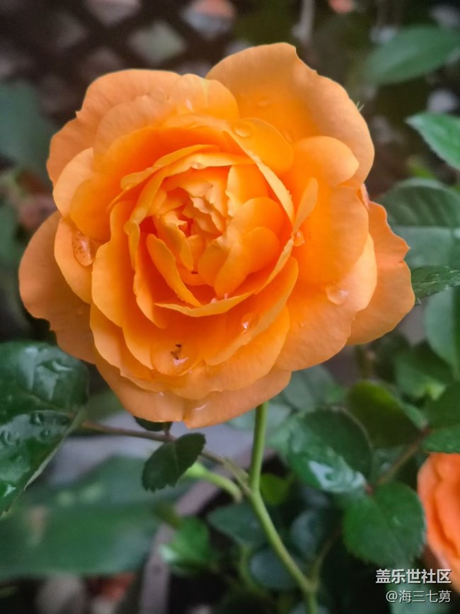 【踏青閑步】春季開花